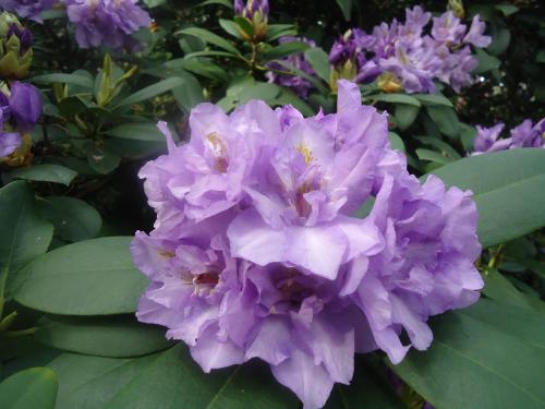 A cluster of light purple rhododendron flowers surrounded by green leaves.