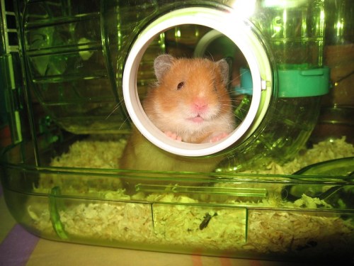 A cute hamster peeks out from a circular opening in its green cage, surrounded by bedding.