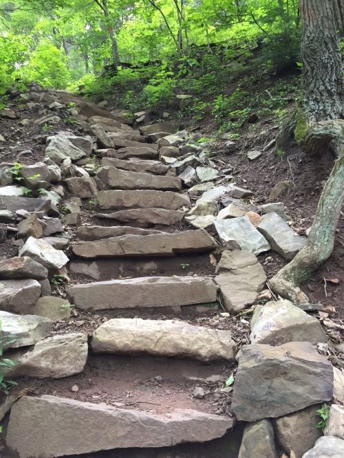 Stone steps lead up a wooded path, surrounded by greenery and rocky terrain.