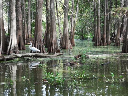 A white heron stands among cypress trees in a serene, green wetland environment.