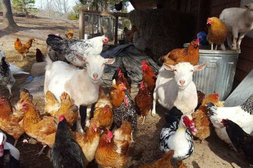 A lively farm scene with two goats surrounded by a flock of chickens near a barn and hay.