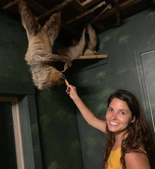 A woman smiles while feeding a sloth hanging upside down in a green-themed room. Another sloth is visible in the background.