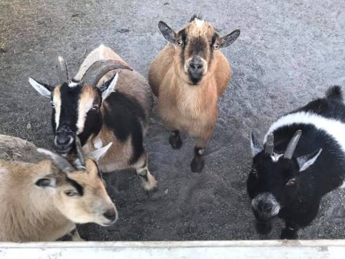 Four goats of various colors and sizes are looking up curiously, standing on a gravel surface.