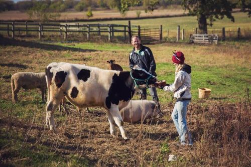 A man and a woman interact with a cow and sheep in a grassy field, surrounded by a rustic farm setting.