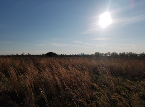 A sunlit field with tall grass, overlooking a distant city skyline under a clear blue sky.