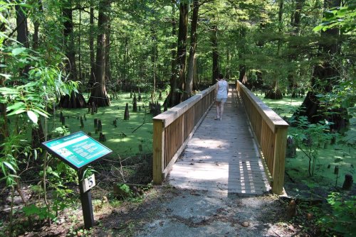 A wooden boardwalk leads through a lush green swamp, with a person walking and a sign nearby.