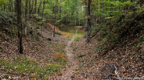 A winding dirt path through a forest, surrounded by trees and covered in fallen leaves.