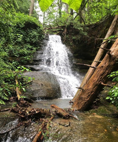 A serene waterfall cascades over rocks, surrounded by lush greenery and fallen trees in a tranquil forest setting.