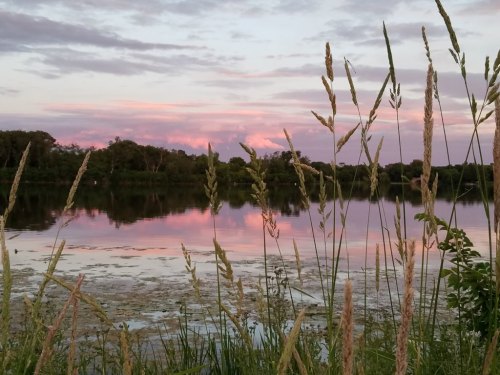 A serene lake at sunset, reflecting pink clouds and surrounded by tall grasses and lush greenery.