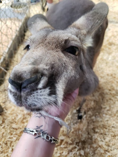 A close-up of a kangaroo being gently petted by a person's hand, with a soft, textured background.