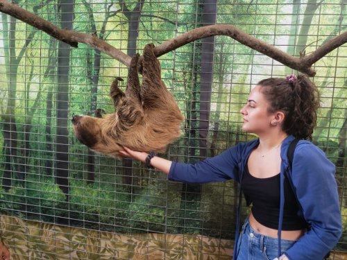 A girl gently touches a sloth hanging from a branch in a forest-themed enclosure.