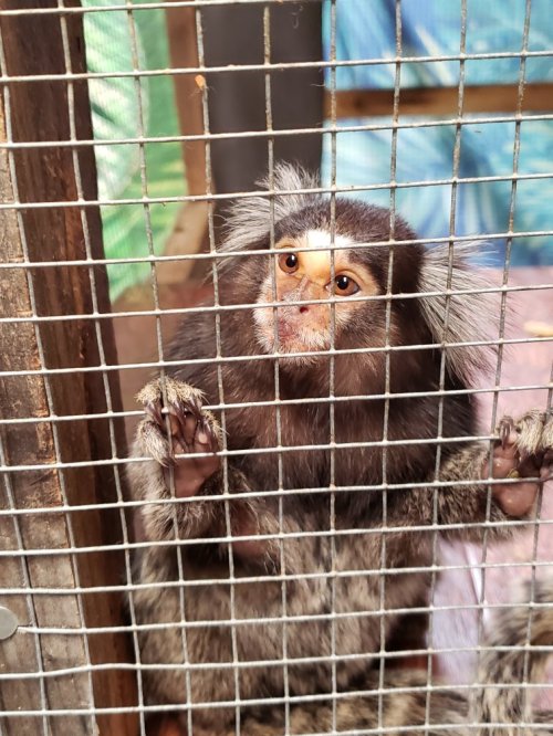 A small monkey with fluffy fur and expressive eyes peers through a wire cage.