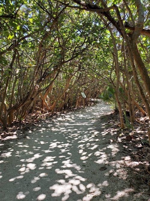 A winding dirt path through a lush, green forest with dappled sunlight filtering through the trees.