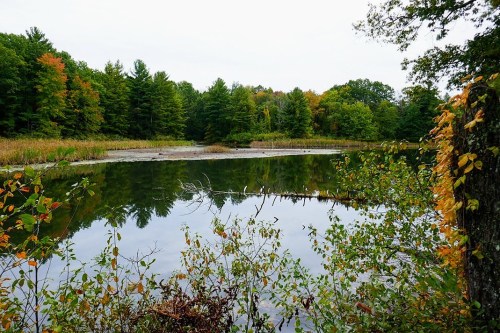 A serene pond surrounded by trees with autumn foliage, reflecting the landscape in calm waters.