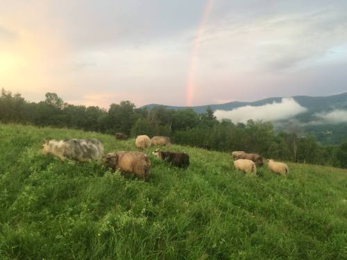 A group of sheep grazing in a lush green field with a rainbow and mountains in the background.