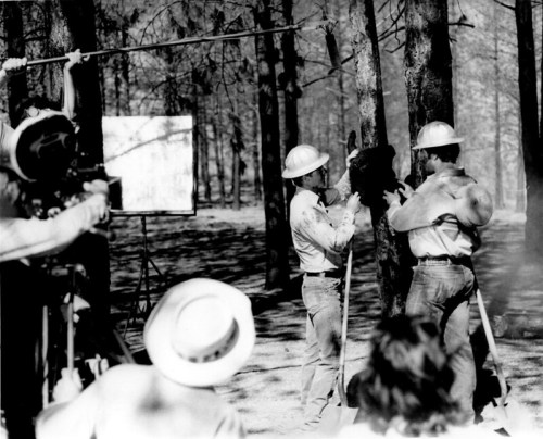 Two men in hard hats work on a tree while a camera crew captures the scene in a forested area.