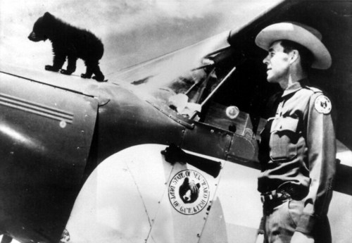 A man in a cowboy hat stands beside an airplane, watching a small bear cub perched on the aircraft's wing.