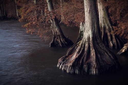 Cypress trees with large, textured roots emerging from dark water, surrounded by autumn foliage.