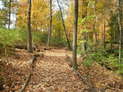 A serene forest path covered in colorful autumn leaves, surrounded by trees with golden foliage.