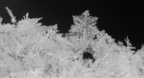 Close-up of intricate snowflakes on a dark background, showcasing their unique crystalline structures.