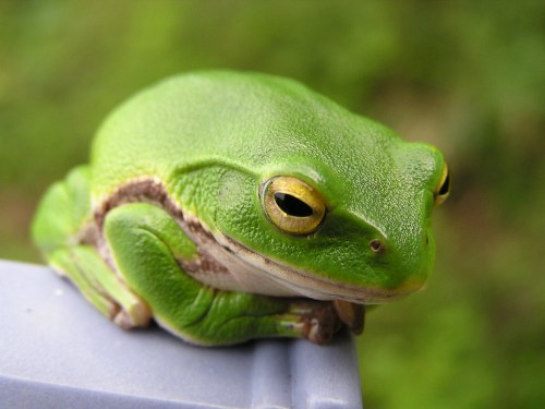 A close-up of a green frog resting on a surface, with a blurred green background.