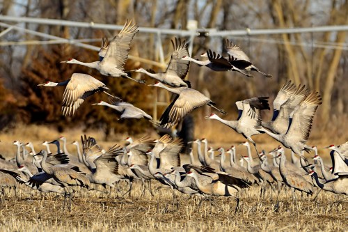 A flock of cranes takes flight over a field, with some birds running on the ground and others soaring in the sky.