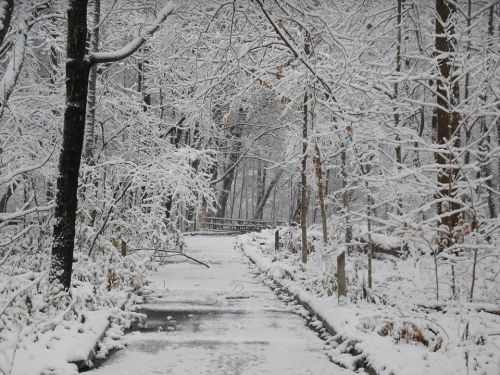 A snowy path winding through a forest, with trees covered in white snow and a serene, wintery atmosphere.