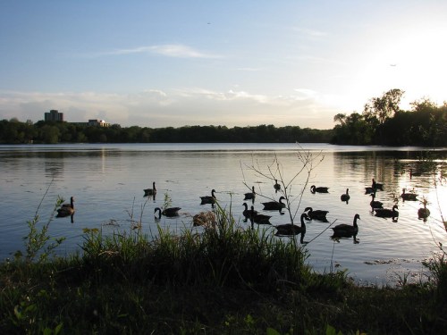 Ducks swim in a calm lake at sunset, with trees and a distant city skyline in the background.
