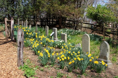A peaceful cemetery with gravestones surrounded by blooming daffodils and greenery, set in a natural landscape.