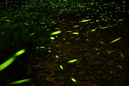 A dark path illuminated by glowing green fireflies, creating a magical, ethereal atmosphere.