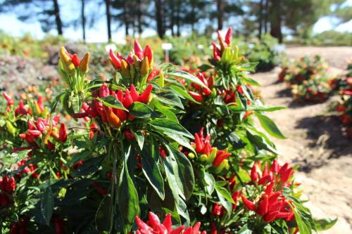 A vibrant garden filled with red and yellow chili pepper plants surrounded by lush green leaves.
