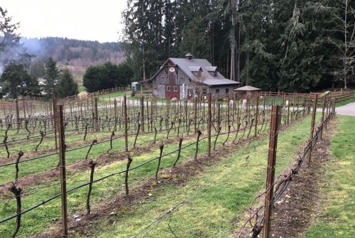 A vineyard with bare grapevines in rows, a rustic barn in the background, surrounded by tall trees.