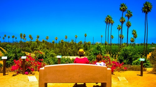 A couple sits on a bench, overlooking a vibrant landscape of palm trees and blooming flowers under a clear blue sky.