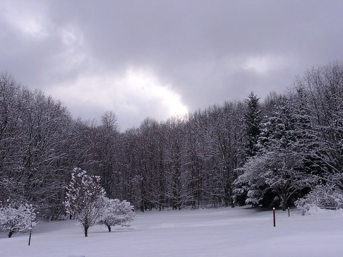 A snowy landscape with bare trees and evergreens under a cloudy sky, creating a serene winter scene.