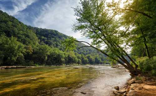 A serene river flows through a lush green landscape, with trees lining the banks and mountains in the background.