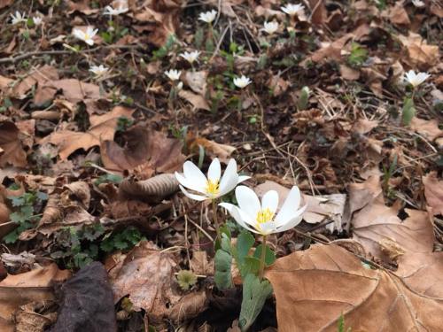 A close-up of white flowers blooming among brown leaves on the ground, with more flowers in the background.