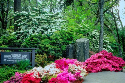 A vibrant garden scene with colorful azaleas and lush greenery, featuring a sign for Hendricks Park Municipal Rose Garden.
