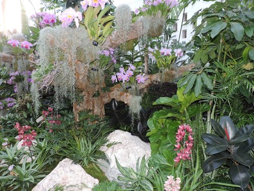 A lush garden scene featuring vibrant orchids, greenery, and rocks, creating a tropical atmosphere.