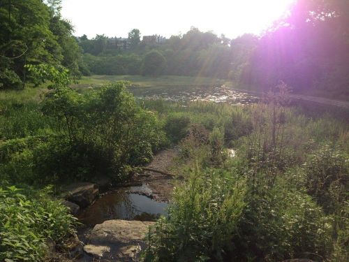 A serene landscape featuring a pond surrounded by lush greenery and trees, with sunlight filtering through the leaves.