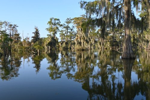 A serene swamp scene with cypress trees draped in Spanish moss, reflecting in calm water under a clear blue sky.