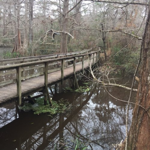 A wooden bridge spans a calm, reflective pond surrounded by trees and greenery in a serene natural setting.