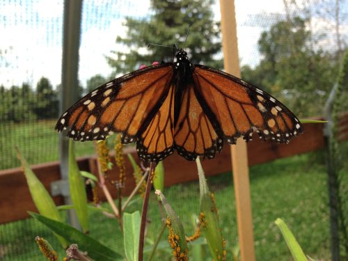 A close-up of a monarch butterfly perched on a plant, showcasing its vibrant orange and black wings.