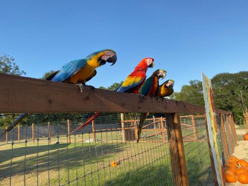 Four colorful parrots perched on a wooden fence in a sunny outdoor setting.