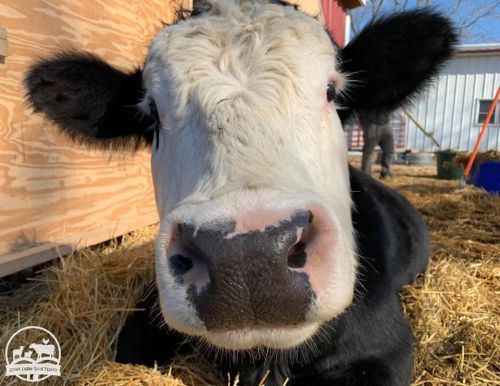 Close-up of a black and white cow resting on straw, with a barn in the background.