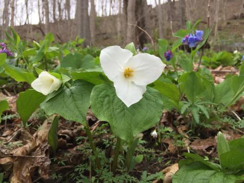 A cluster of white trillium flowers surrounded by green leaves and purple wildflowers in a forested area.