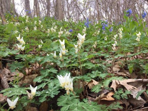 A forest floor covered with white and blue wildflowers among green leaves and fallen leaves.