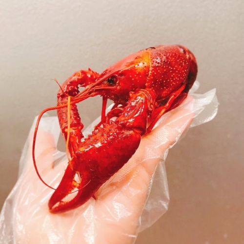 A person holding a bright red lobster in a gloved hand against a neutral background.