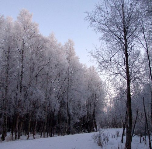 A snowy path winding through a frosty forest with trees covered in white frost under a clear sky.
