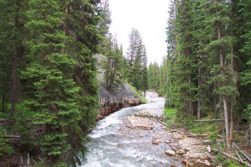 A winding river flows through a lush forest of tall green trees and rocky banks under a cloudy sky.