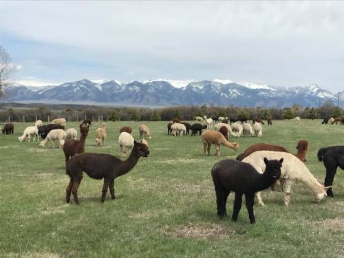 A herd of alpacas grazing in a green field with snow-capped mountains in the background.